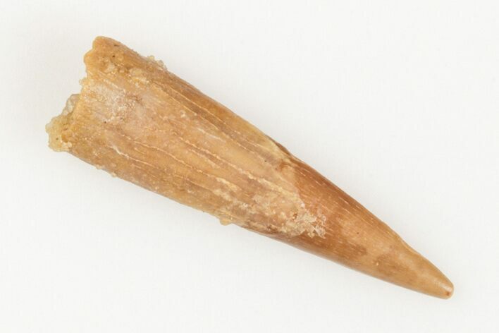 Fossil Pterosaur (Siroccopteryx) Tooth - Morocco #201939